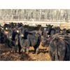 Image 1 : J5 Johnson Ent. - 950# Heifers - 195 Head (Lundar, MB)