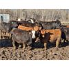 Image 2 : J5 Johnson Ent. - 950# Heifers - 195 Head (Lundar, MB)