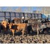 Image 3 : J5 Johnson Ent. - 950# Heifers - 195 Head (Lundar, MB)