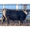 Image 6 : J5 Johnson Ent. - 950# Heifers - 195 Head (Lundar, MB)