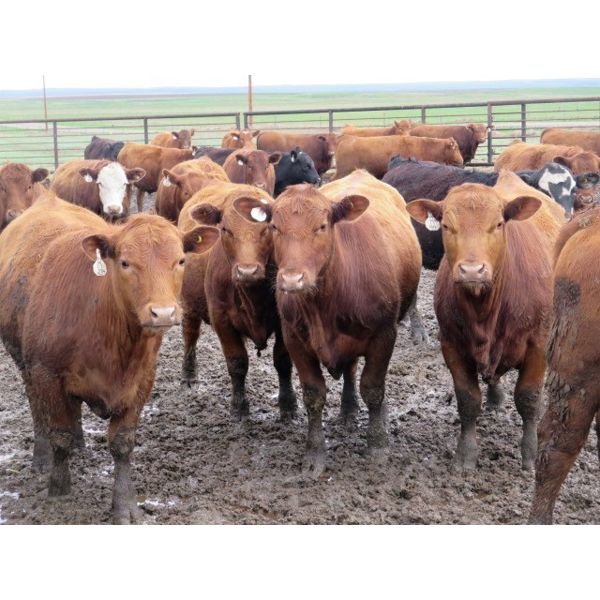 Jeff & Bonnie Resch - 960# Steers - 65 Head (Leader, SK)