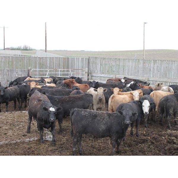 Sonny & Allison Wierenga - 627# Heifers - 52 Head (Picture Butte, AB)