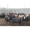 Image 1 : Sonny & Allison Wierenga - 627# Heifers - 52 Head (Picture Butte, AB)