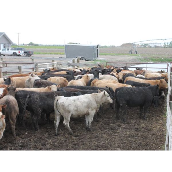 Sonny & Allison Wierenga - 729# Heifers - 81 Head (Picture Butte, AB)