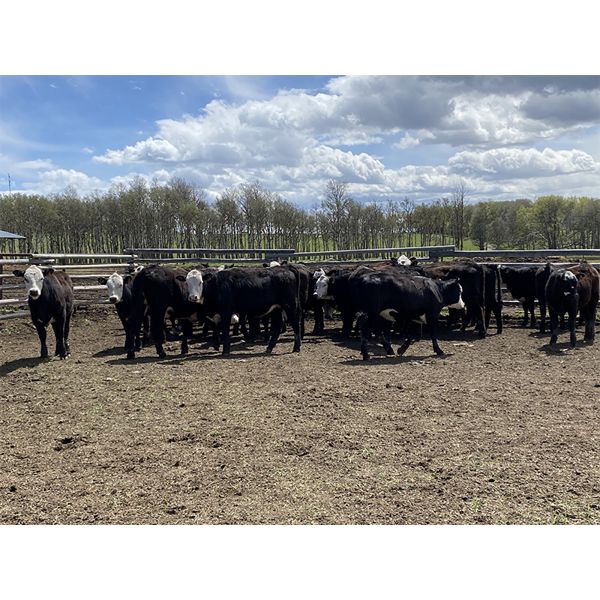 Nelson Creek Ranch - 672# Heifers - 41 Head (Claresholm, AB)