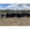 Image 1 : Nelson Creek Ranch - 672# Heifers - 41 Head (Claresholm, AB)