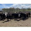Image 2 : Nelson Creek Ranch - 672# Heifers - 41 Head (Claresholm, AB)