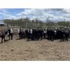 Image 3 : Nelson Creek Ranch - 672# Heifers - 41 Head (Claresholm, AB)