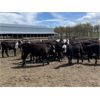 Image 4 : Nelson Creek Ranch - 672# Heifers - 41 Head (Claresholm, AB)