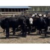 Image 5 : Nelson Creek Ranch - 672# Heifers - 41 Head (Claresholm, AB)