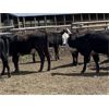 Image 6 : Nelson Creek Ranch - 672# Heifers - 41 Head (Claresholm, AB)