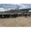 Image 7 : Nelson Creek Ranch - 672# Heifers - 41 Head (Claresholm, AB)