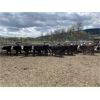 Image 8 : Nelson Creek Ranch - 672# Heifers - 41 Head (Claresholm, AB)