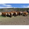 Image 1 : Nelson Creek Ranch - 622# Heifers - 25 Head (Claresholm, AB)