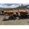 Image 2 : Nelson Creek Ranch - 622# Heifers - 25 Head (Claresholm, AB)