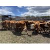 Image 7 : Nelson Creek Ranch - 622# Heifers - 25 Head (Claresholm, AB)