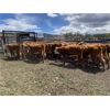 Image 8 : Nelson Creek Ranch - 622# Heifers - 25 Head (Claresholm, AB)