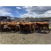 Image 9 : Nelson Creek Ranch - 622# Heifers - 25 Head (Claresholm, AB)