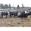 Image 3 : Guichon Creek Ranch - 790# September Grass Steers - 78 Head (Anahim Lake, BC)