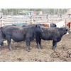 Image 5 : Guichon Creek Ranch - 790# September Grass Steers - 78 Head (Anahim Lake, BC)