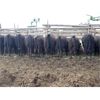 Image 6 : Guichon Creek Ranch - 790# September Grass Steers - 78 Head (Anahim Lake, BC)