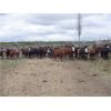 Image 2 : Guichon Creek Ranch - 700# September Grass Heifers - 86 Head (Anahim Lake, BC)