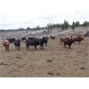 Image 3 : Guichon Creek Ranch - 700# September Grass Heifers - 86 Head (Anahim Lake, BC)