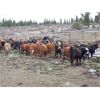 Image 4 : Guichon Creek Ranch - 700# September Grass Heifers - 86 Head (Anahim Lake, BC)