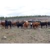 Image 5 : Guichon Creek Ranch - 700# September Grass Heifers - 86 Head (Anahim Lake, BC)