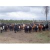 Image 6 : Guichon Creek Ranch - 700# September Grass Heifers - 86 Head (Anahim Lake, BC)