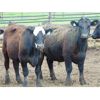 Image 2 : 9X Enterprises - 890# Steers - 50 Head (Brooks, AB)