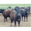 Image 4 : 9X Enterprises - 890# Steers - 50 Head (Brooks, AB)