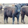 Image 6 : 9X Enterprises - 890# Steers - 50 Head (Brooks, AB)