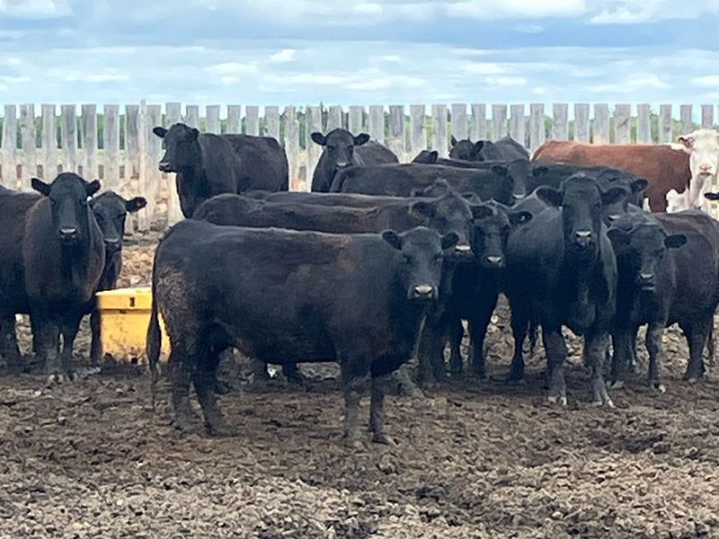 Bar W Ranch - 1450# Cows - 40 Head (Rocanville, SK) - Team Auction Sales