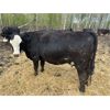 Image 16 : Phillip Reimer - 37 Black Simm X Pairs (MacGregor, MB)