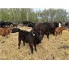 Image 18 : Phillip Reimer - 37 Black Simm X Pairs (MacGregor, MB)