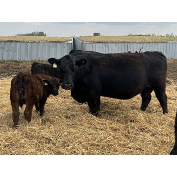 Phillip Reimer - 37 Black Simm X Pairs (MacGregor, MB)