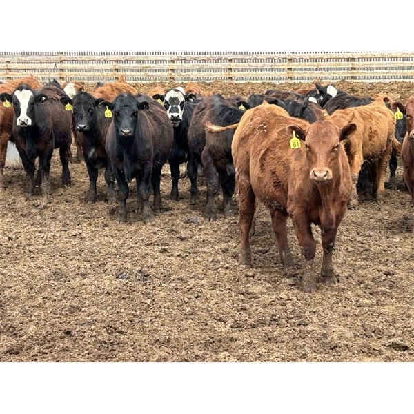 K6 Farms - 820# Steers - 140 Head (Linden, AB)