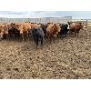 Image 3 : K6 Farms - 820# Steers - 140 Head (Linden, AB)
