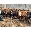 Image 8 : K6 Farms - 820# Steers - 140 Head (Linden, AB)