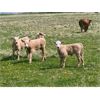 Image 4 : Midpoint Farms - 40 Red Angus X Pairs (Drayton Valley, AB)