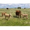 Image 5 : Midpoint Farms - 40 Red Angus X Pairs (Drayton Valley, AB)