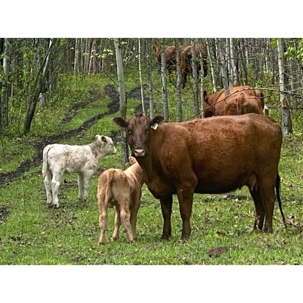 Midpoint Farms - 40 Red Angus X Pairs (Drayton Valley, AB)