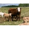 Image 2 : Midpoint Farms - 40 Red Angus X Pairs (Drayton Valley, AB)