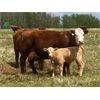 Image 3 : Midpoint Farms - 40 Red Angus X Pairs (Drayton Valley, AB)