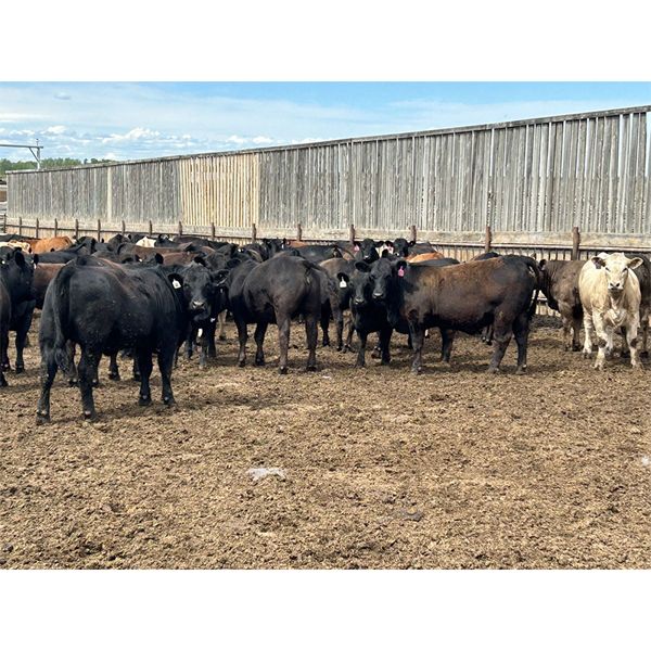 6U Cattle Company - 1025# Heifers - 63 Head (Manning, AB)
