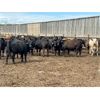 Image 1 : 6U Cattle Company - 1025# Heifers - 63 Head (Manning, AB)