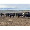 Image 2 : 6U Cattle Company - 1025# Heifers - 63 Head (Manning, AB)
