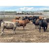Image 3 : 6U Cattle Company - 1025# Heifers - 63 Head (Manning, AB)