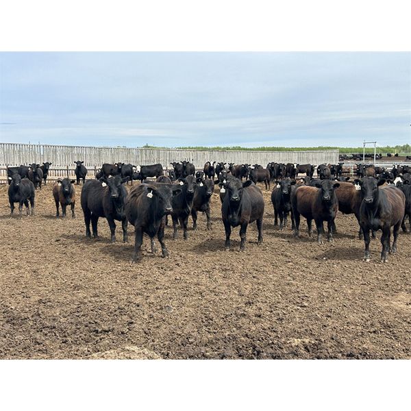 6U Cattle Company - 860# Heifers - 145 Head (Manning, AB)